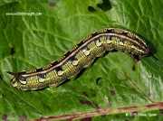 1990 Striped Hawk-moth caterpillar (Hyles livornica)
