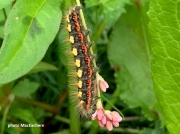 2288 - sweet-gale-moth-caterpillar (Acronicta euphorbiae)