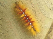 2279 The Sycamore (Acronicta aceris) caterpillar