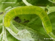2469 The Herald (Scoliopteryx libatrix) fully grown caterpillar © 2014 Steve Ogden