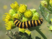 2069 The Cinnabar (Tyria jacobaeae) - caterpillar