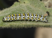 2221 The Mullein (Shargacucullia verbasci) - larva