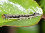 2189 Twin-spotted Quaker (Orthosia munda) caterpillar on rose leaf © Steve Ogden
