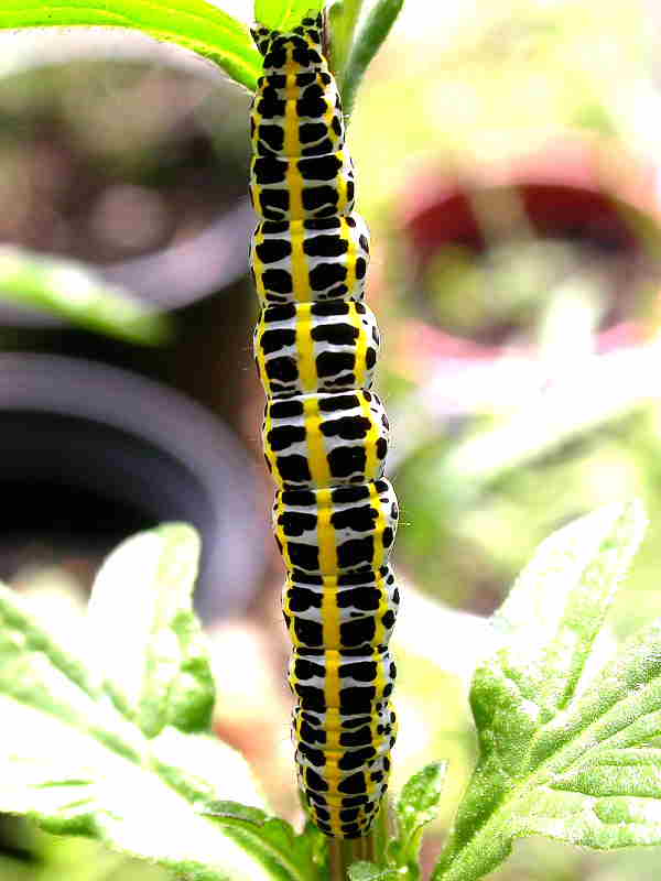 Toadflax Brocade caterpillar Calophasia lunula on vervain in wild garden at Roots and Shoots, Lambeth, London © David Perkins 2013