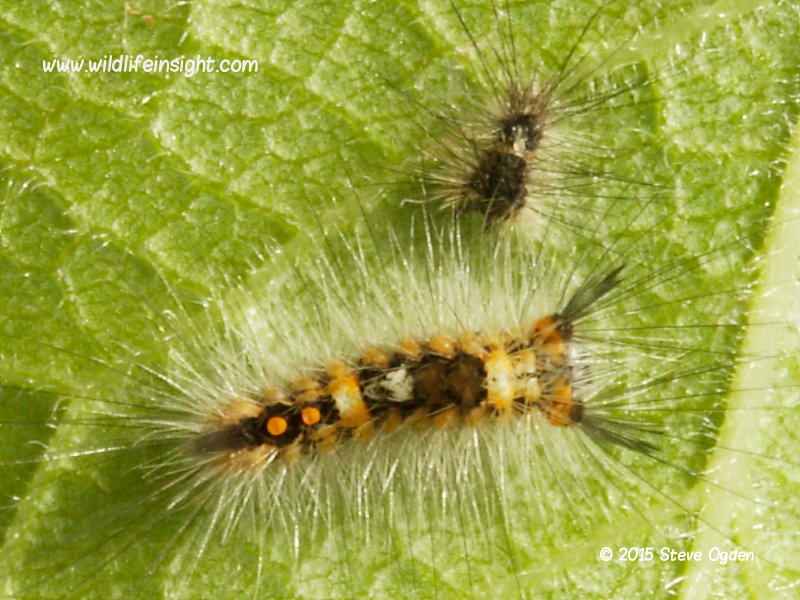 The Vapourer (Orgyia antiqua) early instar freshly moulted yellow form larva © 2015 Steve Ogden