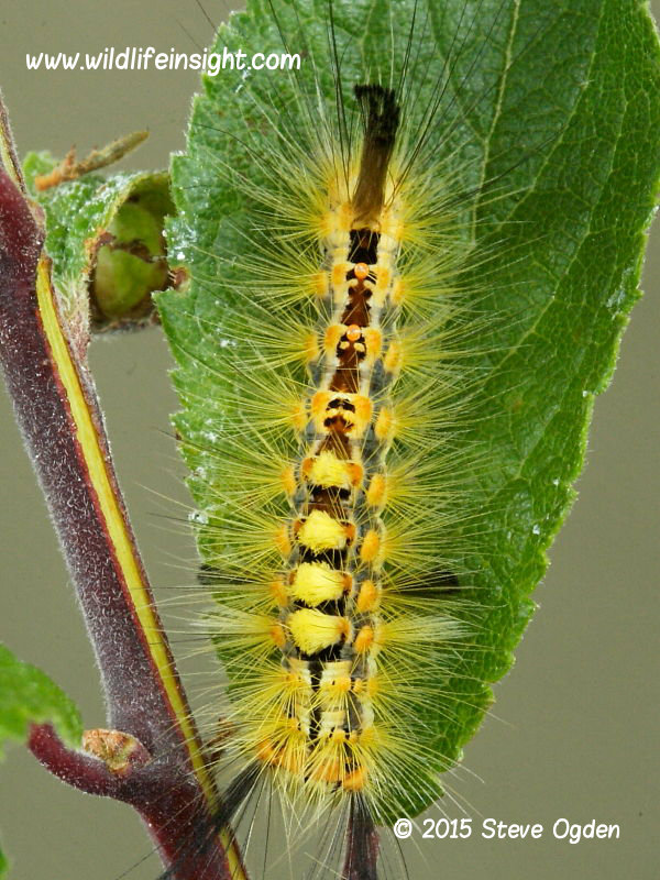 Dorsal view of yellow form of Cornish Vapourer Moth caterpillar - photo Steve Ogden.