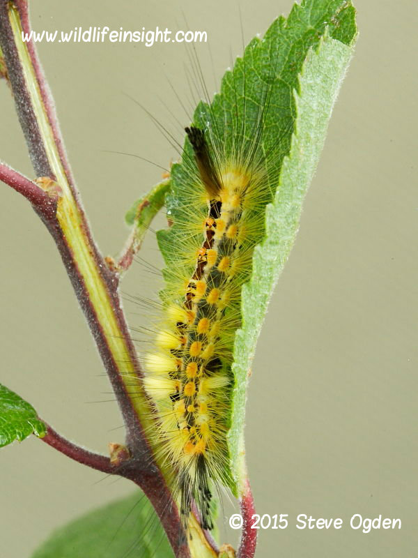 Yellow form of Cornish Vapourer Moth caterpillar - photo Steve Ogden.