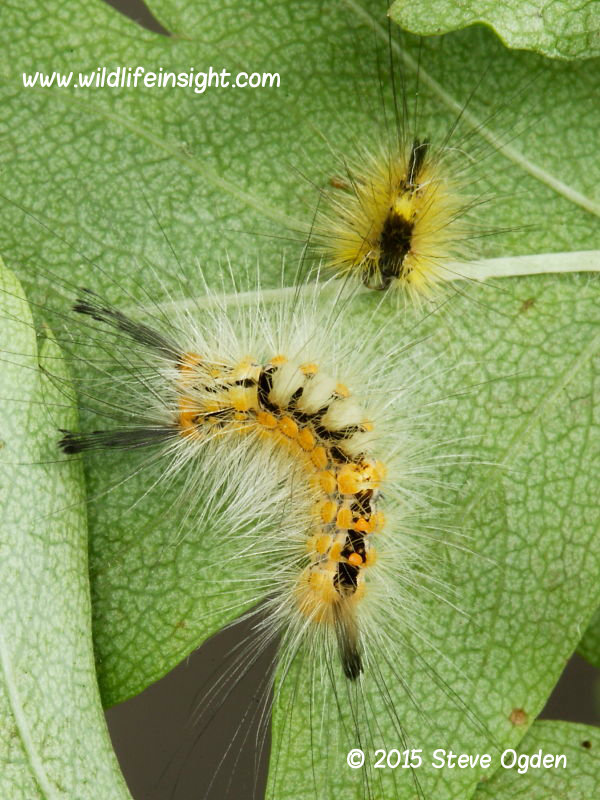 yellow form of Vapourer moth caterpillar moulting 14mm 25 June © 2015 Steve Ogden