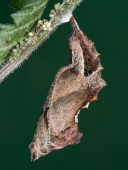 1598 Comma butterfly (Polygonia c-album) - pupating