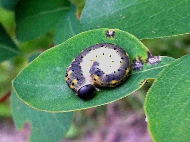 Honeysuckle Sawfly caterpillar - photo © L Hayward