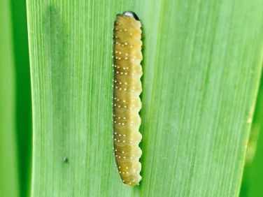 Iris Sawfly caterpillar - photo Ellie Jenkins