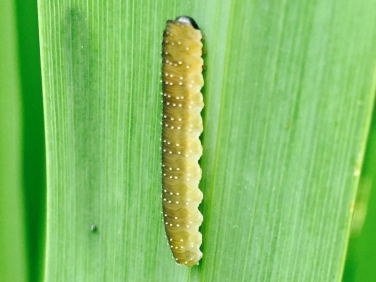 Iris Sawfly caterpillar - photo Ellie Jenkins