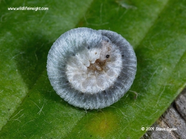 Sawfly caterpillar rolled up