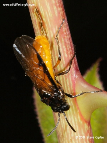 Sawfly laying eggs laid in rose stem