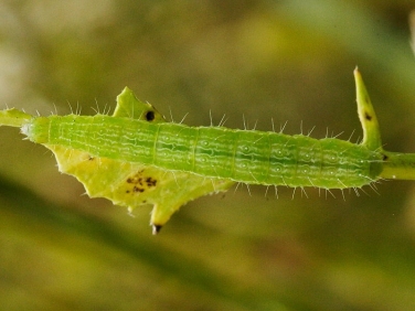 2441 Siver Y ( Autographa gamma) final instar caterpillar © Steve Ogden