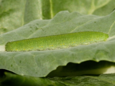 1550 Small White Butterfly (Pieris rapae) caterpillar showing yellow side markings