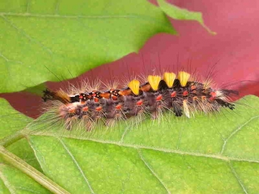 2026 The Vapourer Moth (Orgyia antiqua) caterpillar yellow tufted form