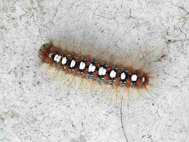 2031 White Satin Moth (Leucoma salicis) caterpillar
