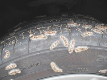 White Satin Moth (Leucoma salicis) caterpillars on car tyre