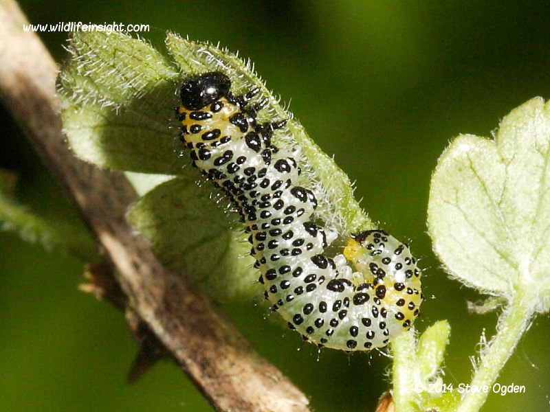 Gooseberry sawfly larva © 2014 Steve Ogden
