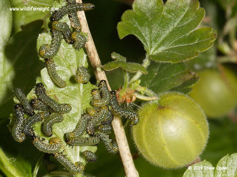 Gooseberry sawfly larvae © 2014 Steve Ogden