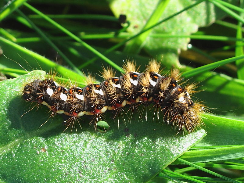 Knot Grass (Acronicta rumicis) caterpillar - dark form  © Steve Ogden