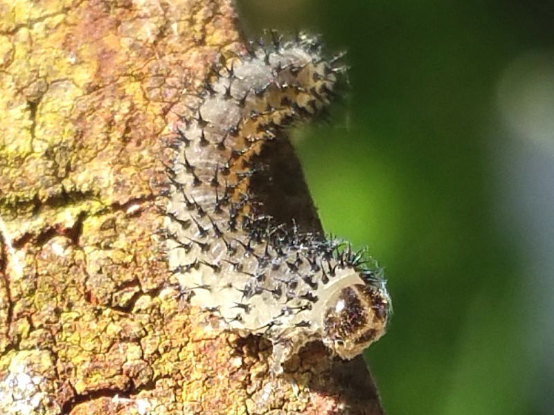 Sawfly caterpillar unconfirmed periclista species-photo J. Travell