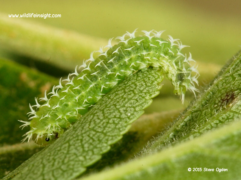 Sawfly larva on honeysuckle possible Pareophora pruni © 2016 Steve Ogden