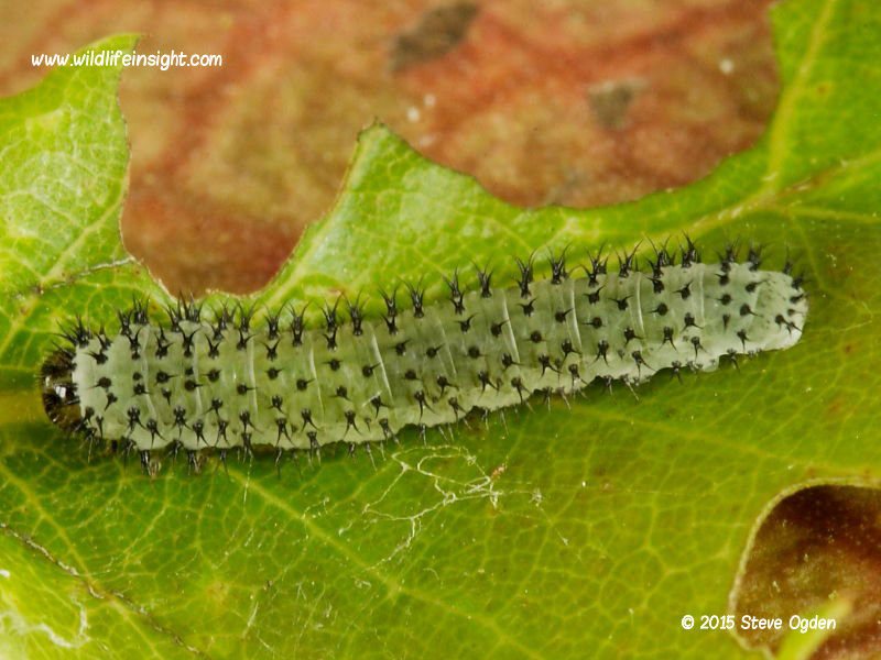 Sawfly larva on oak leaf © 2015 Steve Ogden