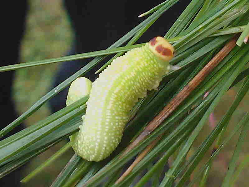 Sawfly larva on pine leaves photo © SR