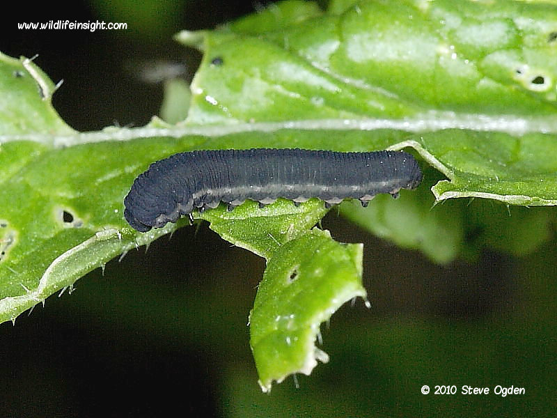 Sawfly larva on vegetable leaf © 2010 Steve Ogden