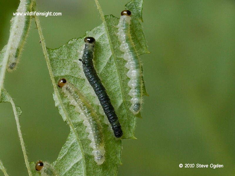 Sawfly larvae feeding on raspberry leaves © 2010 Steve Ogden