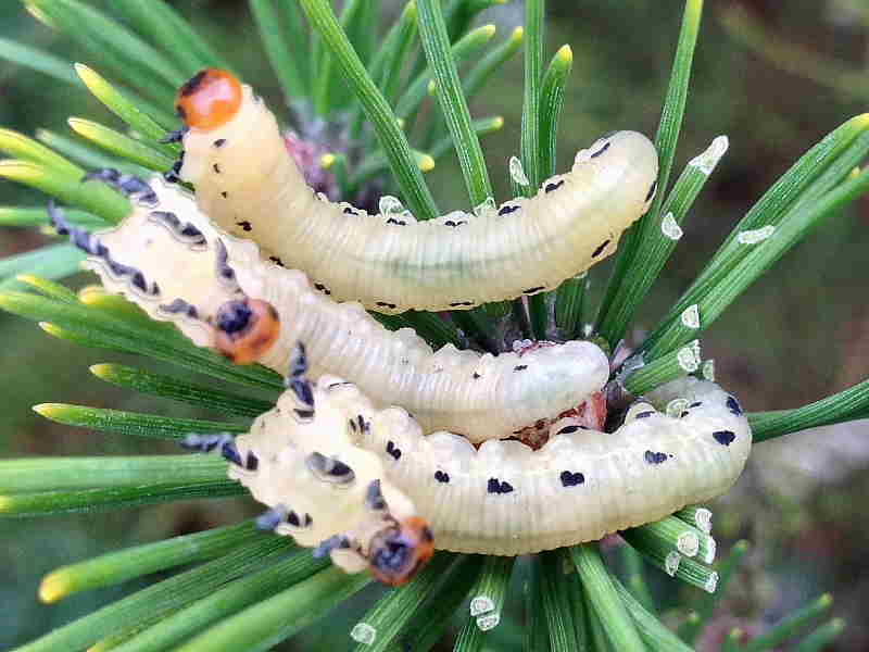 Sawfly larvae on-pine leaves photo Denise Walecka