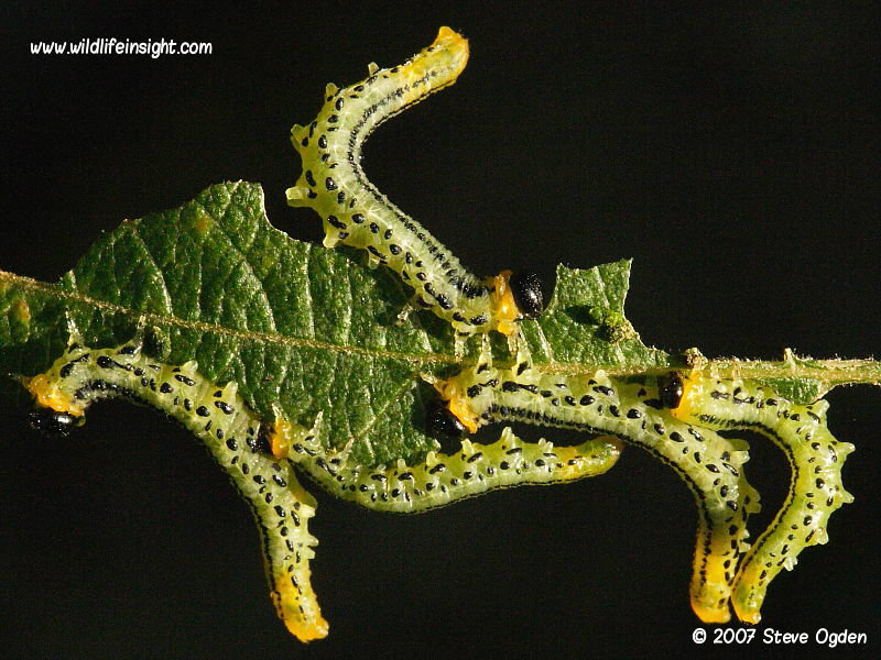 Sawfly larvae in defensive position on willow  © 2007 Steve Ogden