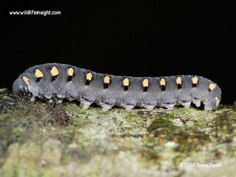 Sawfly larva showing true legs and pro legs © 2007 Steve Ogden
