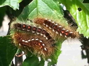 2029 Brown-tail (Euproctis chrysorrhoea) caterpillars © K York