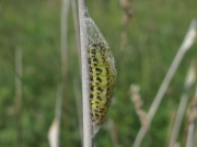 0169 or 0170 Burnet Moth (Zygaena filipendulae) - caterpillar spinning cocoon