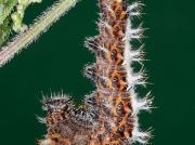 1598 Comma butterfly (Polygonia c-album) - caterpillar or larva pupating