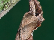 1598 Comma butterfly (Polygonia c-album) - pupating