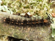 2044 Dingy Footman (Eilema griseola) final instar caterpillar
