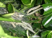 Ermine caterpillars on Evergreen Spindle