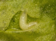 Fly larva feeding on Spinach leaf