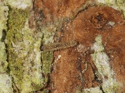 Recently hatched larva of  Four-spotted Footman (Lithosia quadra)