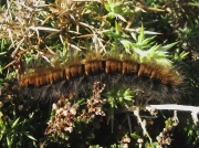 1638 Fox Moth (Macrothylacia rubi) - larva
