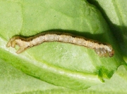 1728 Garden Carpet (Xanthorhoe fluctuata) caterpillar