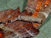 Larva and case of case bearing Clothes Moth, Tinea pellionella