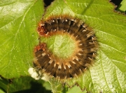 Oak Eggar (Lasiocampa quercus) caterpillar fully grown sunning itself
