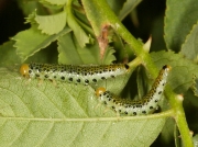 Rose Sawfly caterpillars feeding on wild rose.