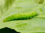 2441 Siver Y ( Autographa gamma) cabbage looper moth caterpillar feeding on cabbage