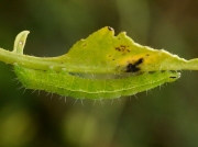 2441 Siver Y ( Autographa gamma) final instar caterpillar
